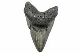 Serrated, Fossil Megalodon Tooth - North Carolina #379229-1